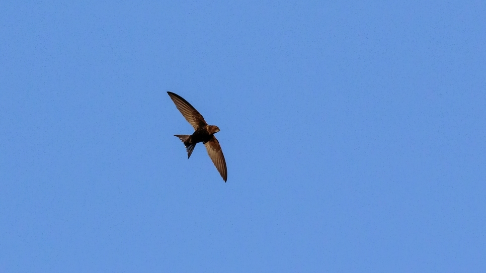 Swift Awareness Week