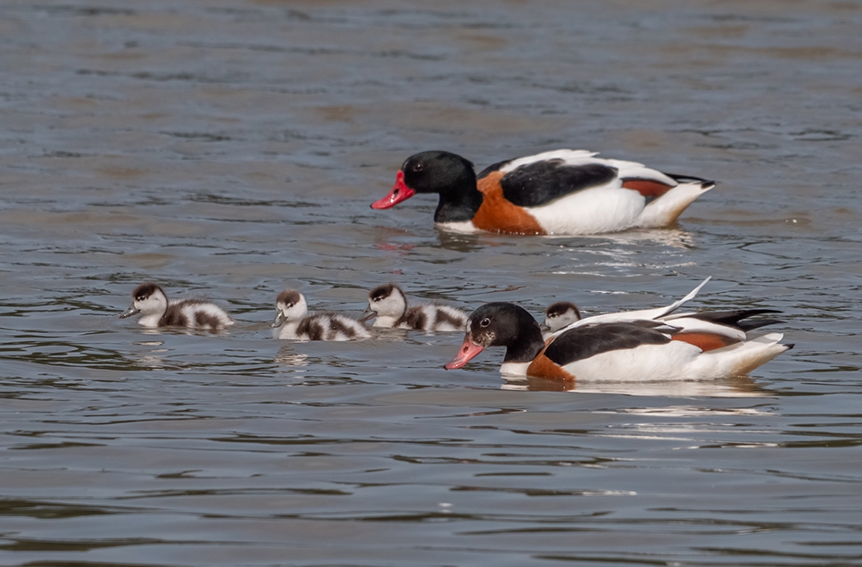 Shelducklings - Ian H - May 24 966x635.jpg