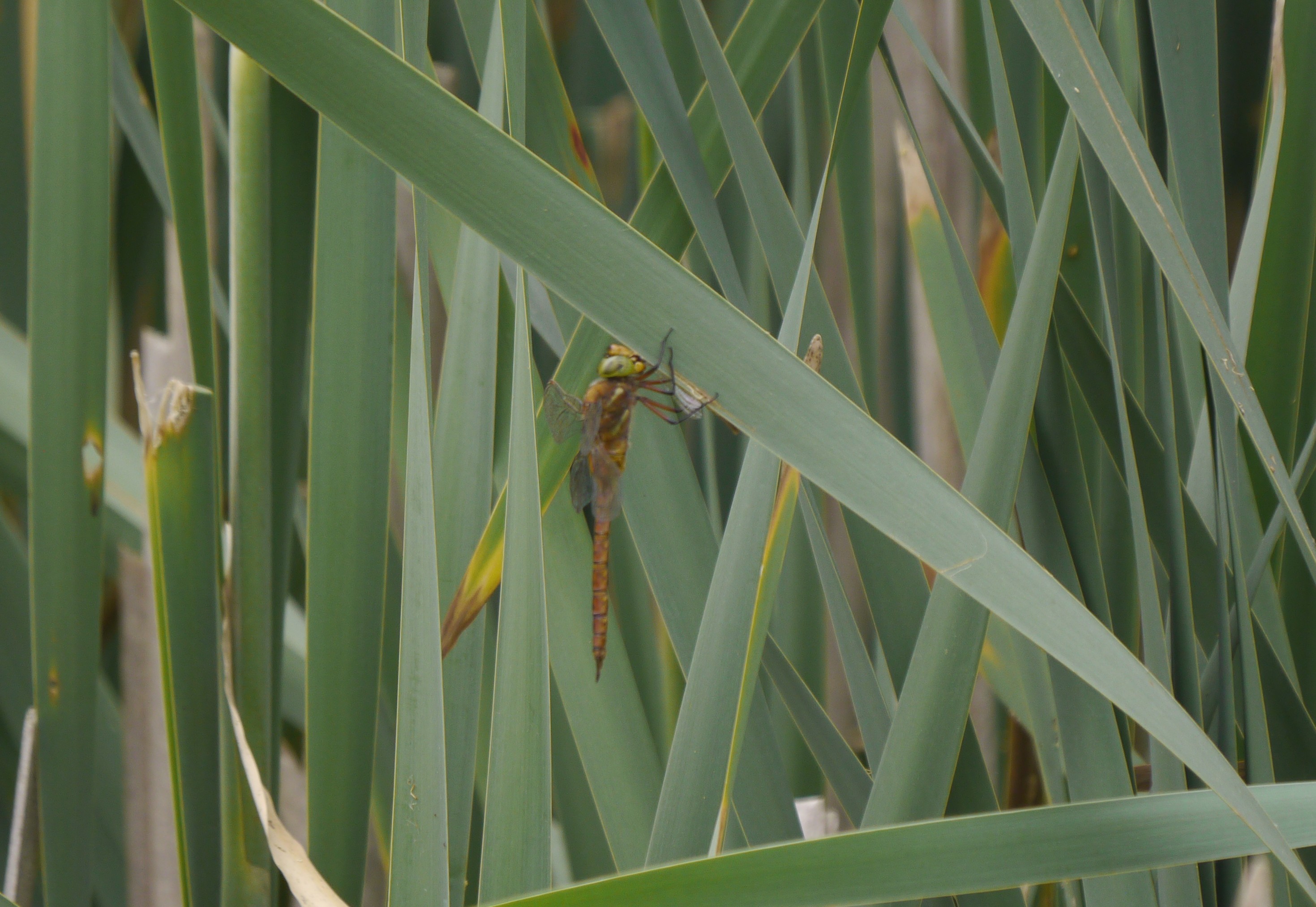 Green-eyed Hawker, WWT Slimbridge, 2nd Glos record, MJMcGill.JPG