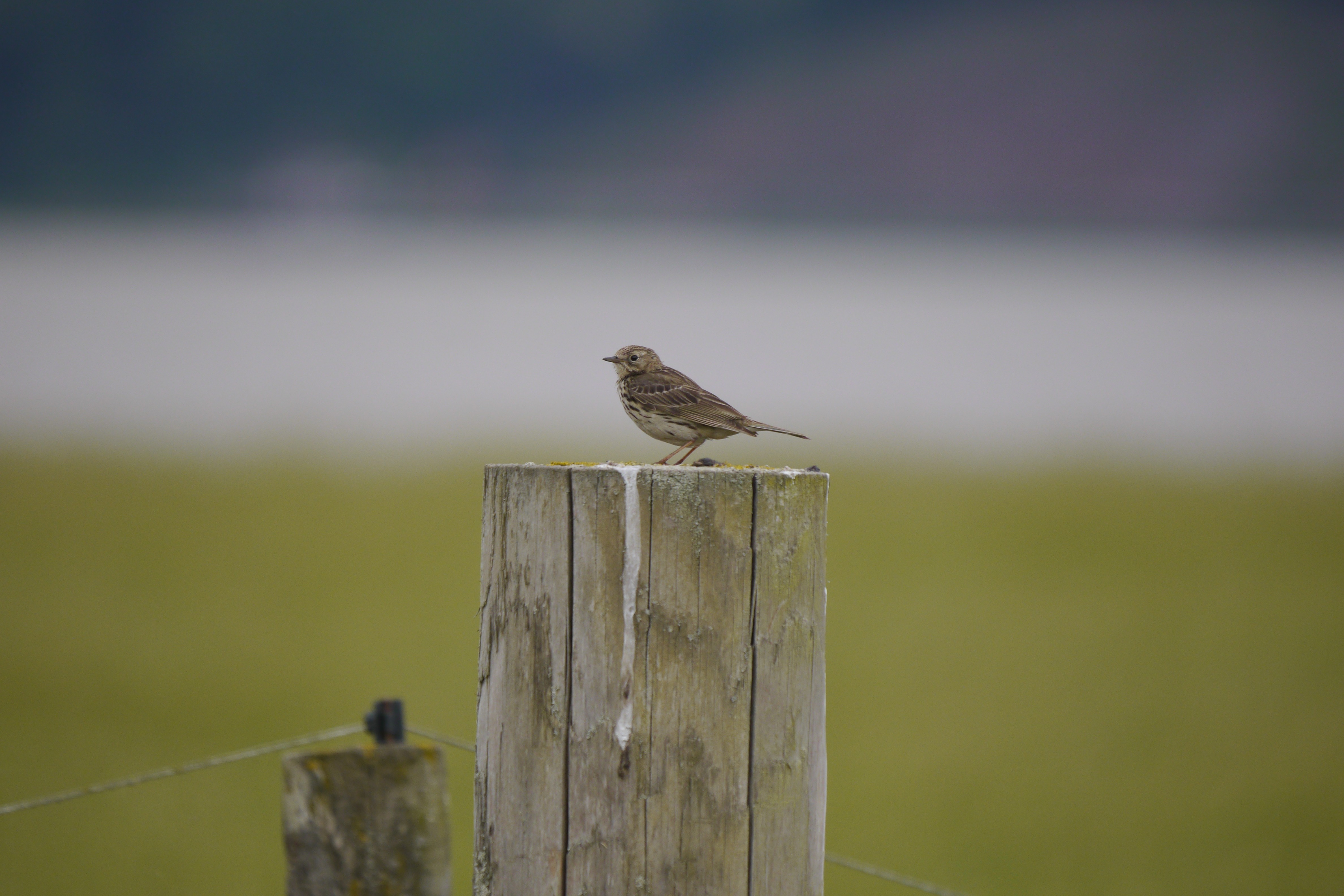 Wildlife Sightings for 3rd October 2025