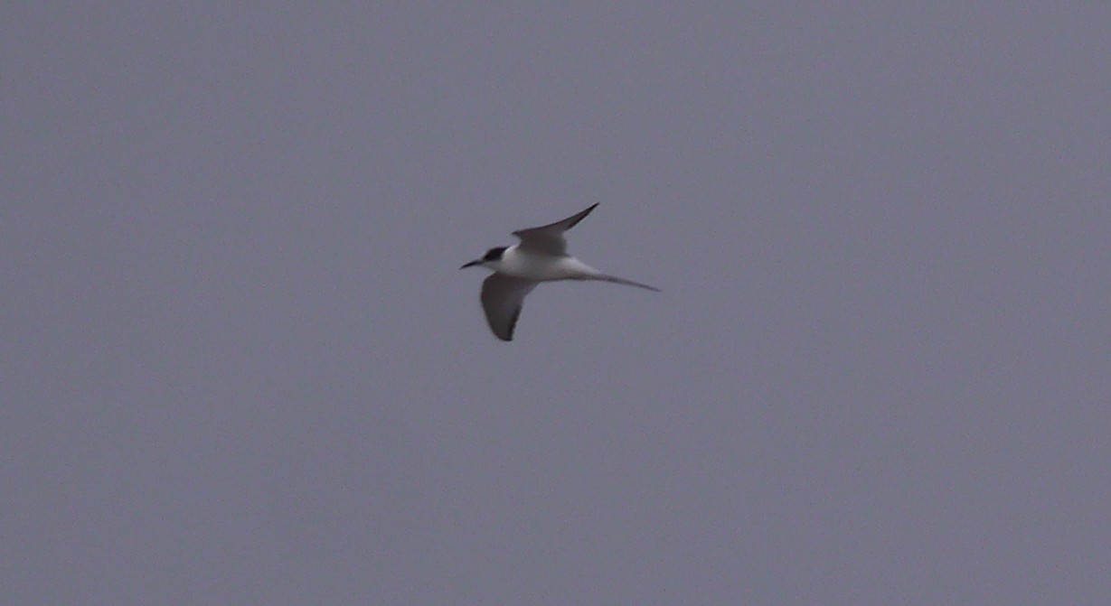 Tern, MP, mjm 2.JPG