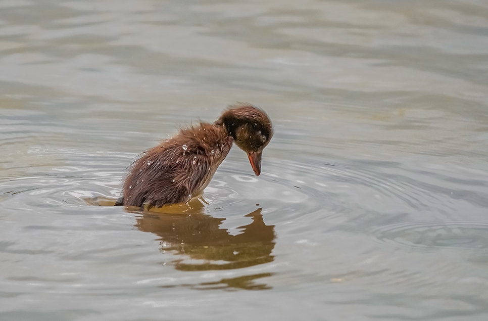Tufted duckling diving - 28 June - Ian H (1) 966x635.jpg