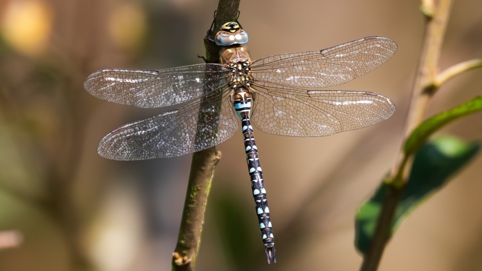 Dragonfly Photography Competition: Top Tips
