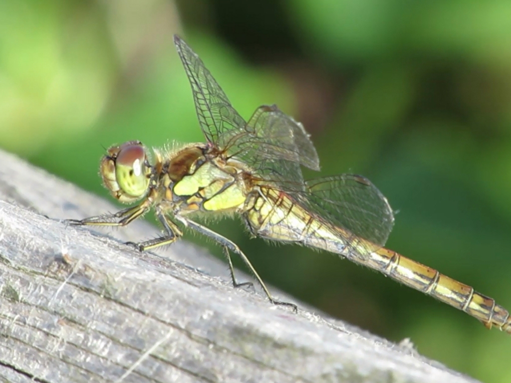 View: Dragonfly ID Walk