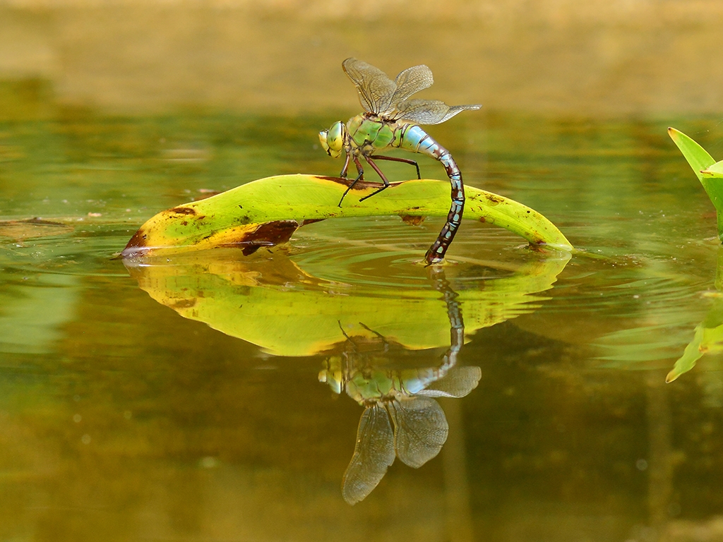 View: Discover Dragonflies Talk with Simon Linington