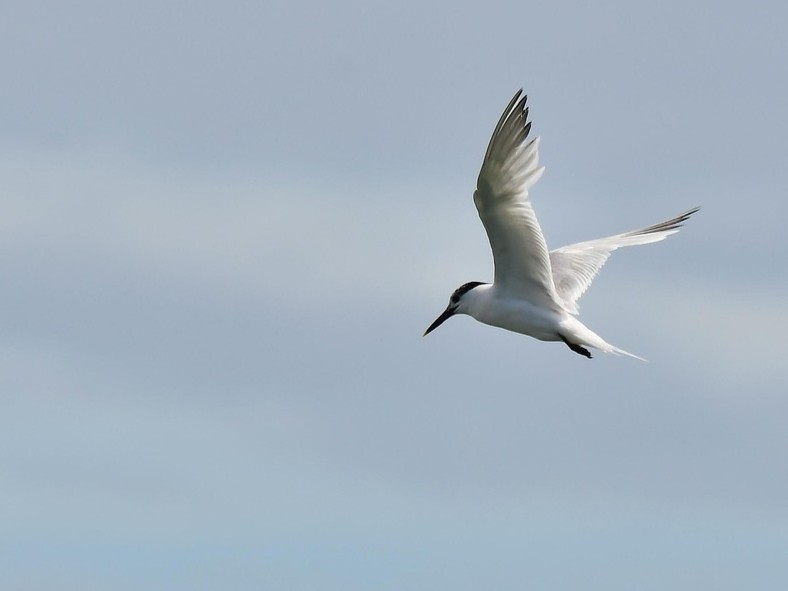 Sandwich Tern, Southern Hawker, Hazel-Leaf Roller Weevil, and some scruffy Swallow chicks