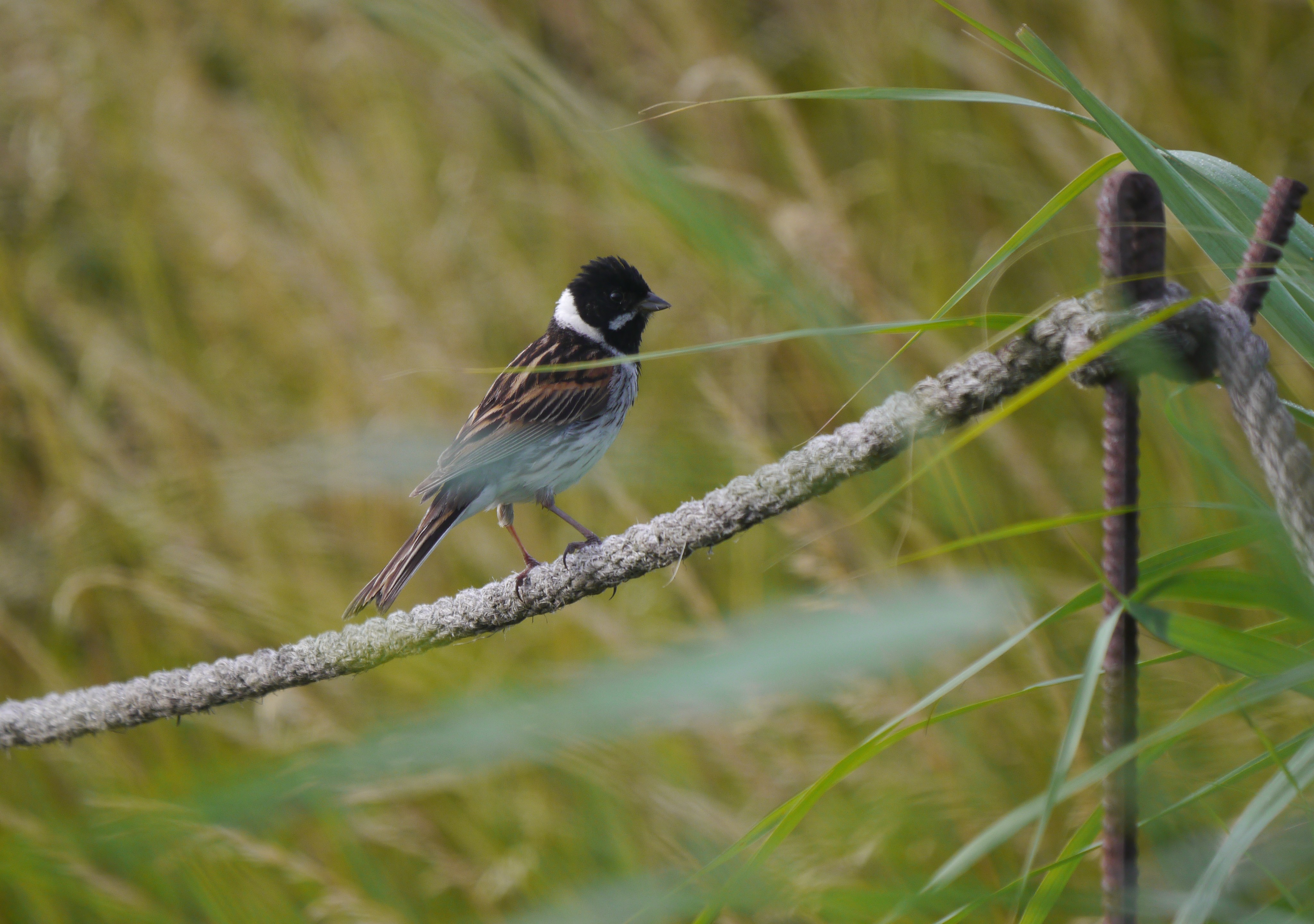 Sightings and news to week ending 19 April 2026