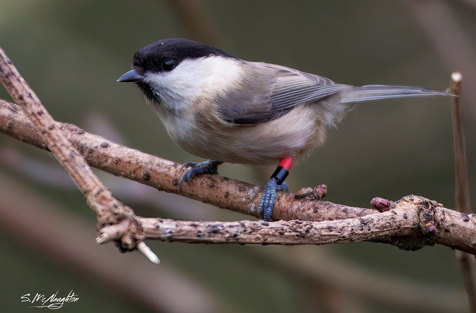 Keeping up with willow tit