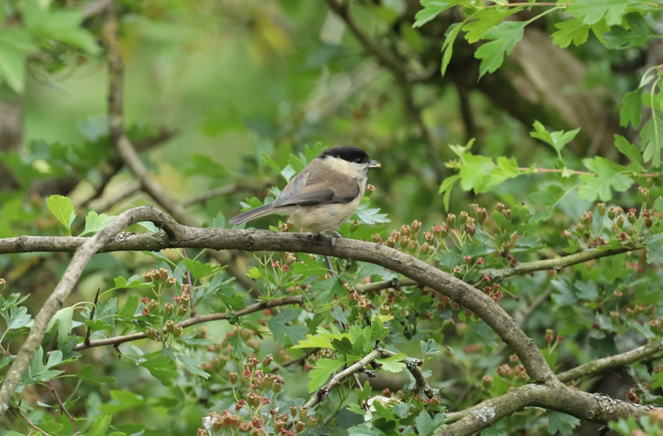 Willow tit - Visitor John Tindle - June 2025 (1) 966x635.jpg