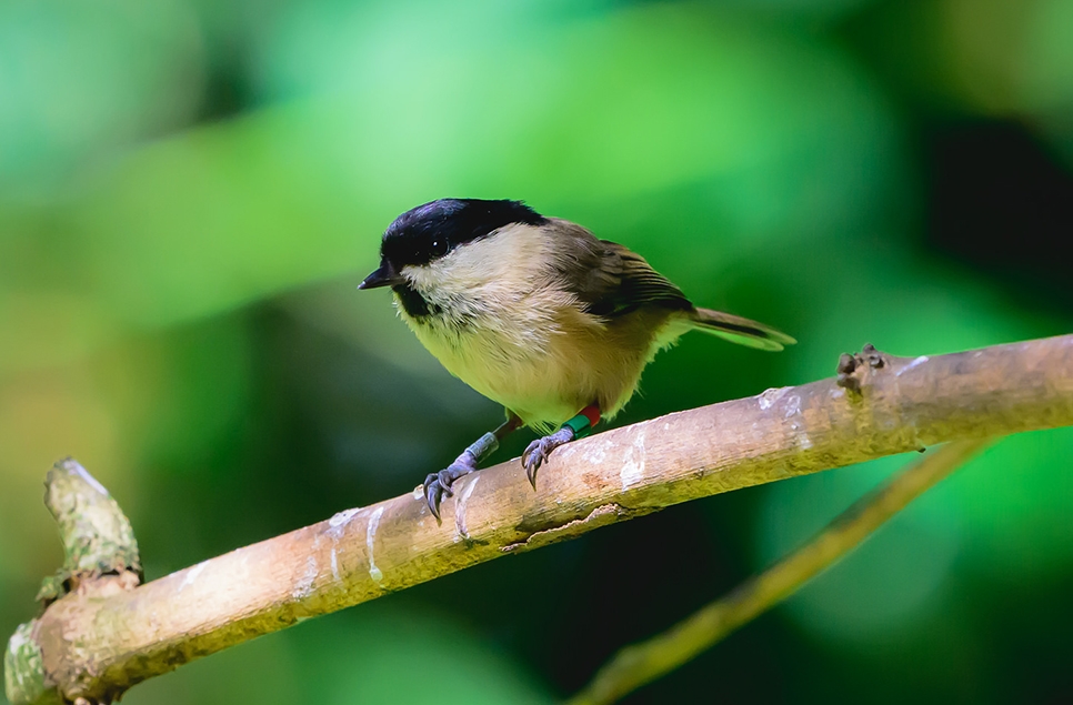 Wildlife Sightings -03/03/26