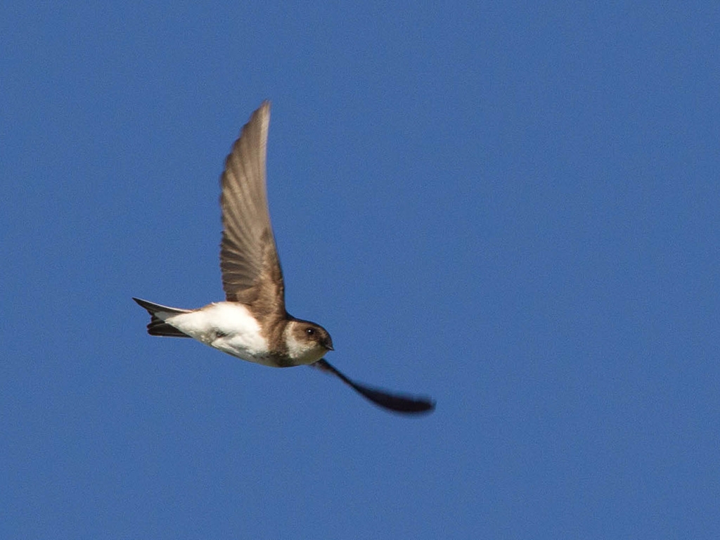 Sand martins success