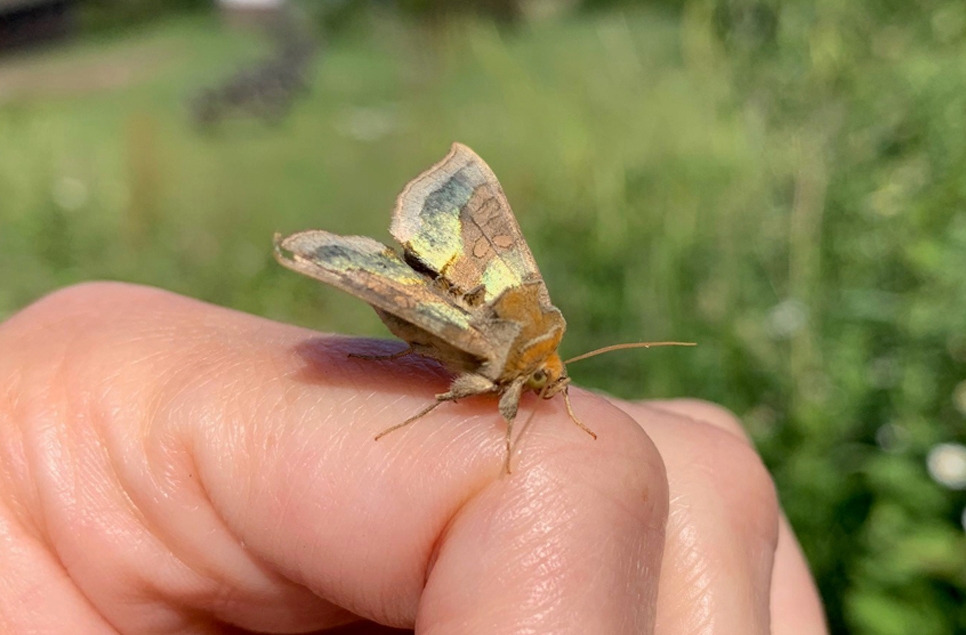 Moth Survey Results - 21/07/2026