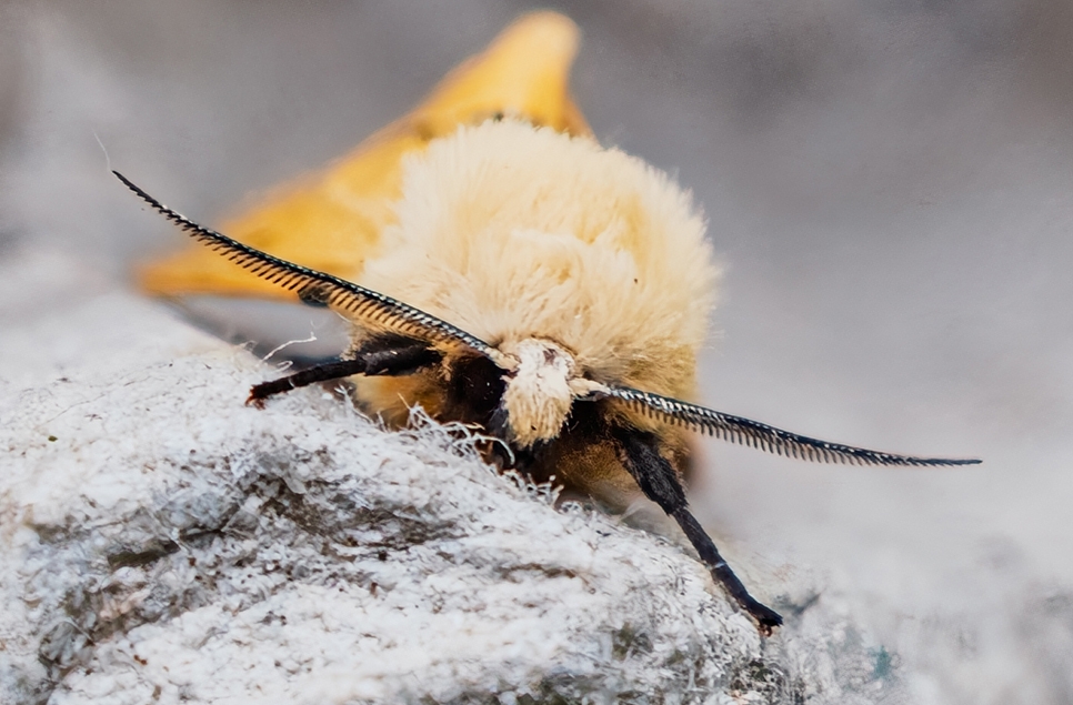 View: Moth morning