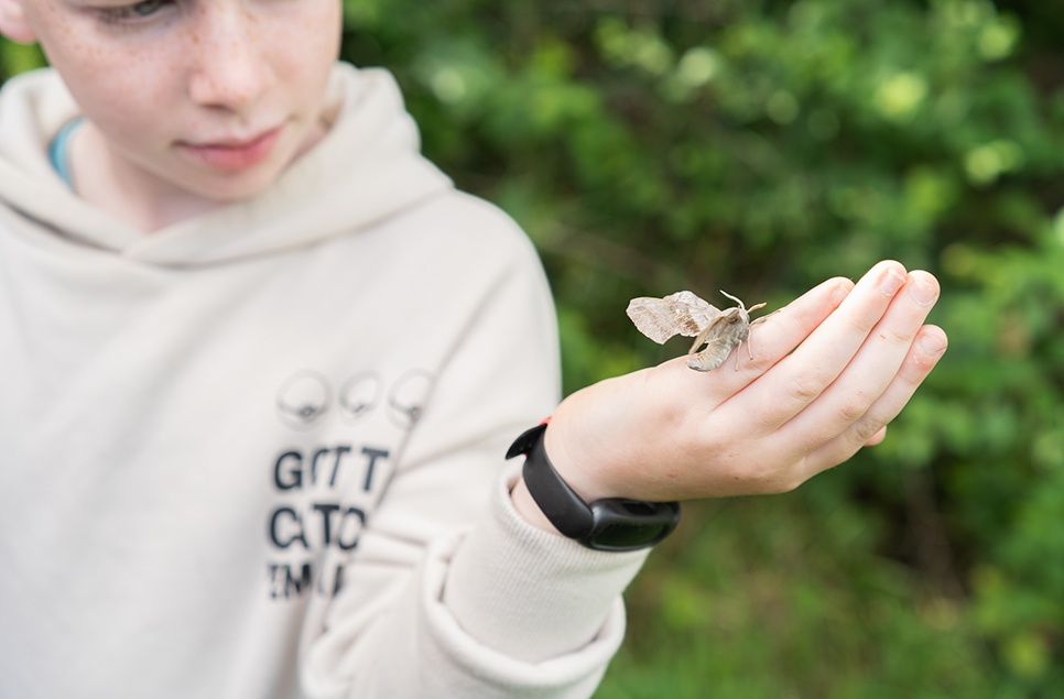Moth morning