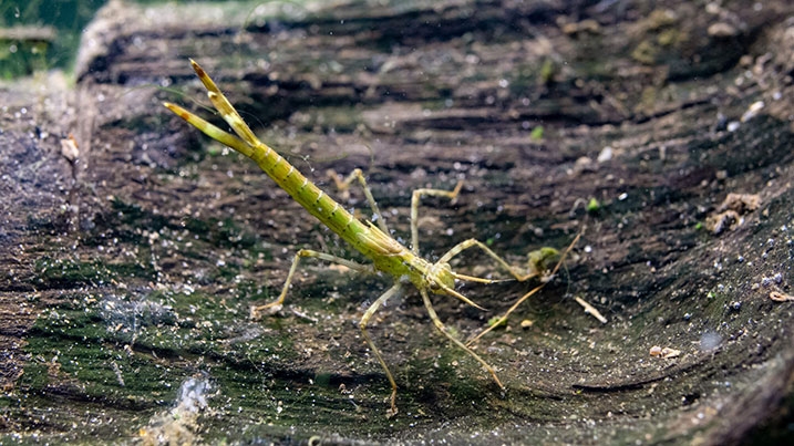 Pond-dipping-content-Banded-Demoiselle-717x403.jpg
