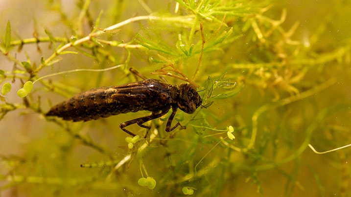 Pond-dipping-underwater-717x403.jpg