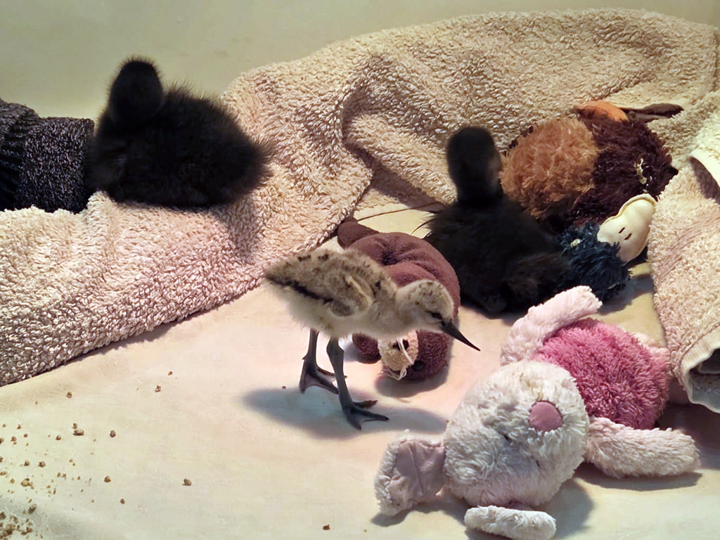 Avocet and scoter youngsters are strange bedfellows