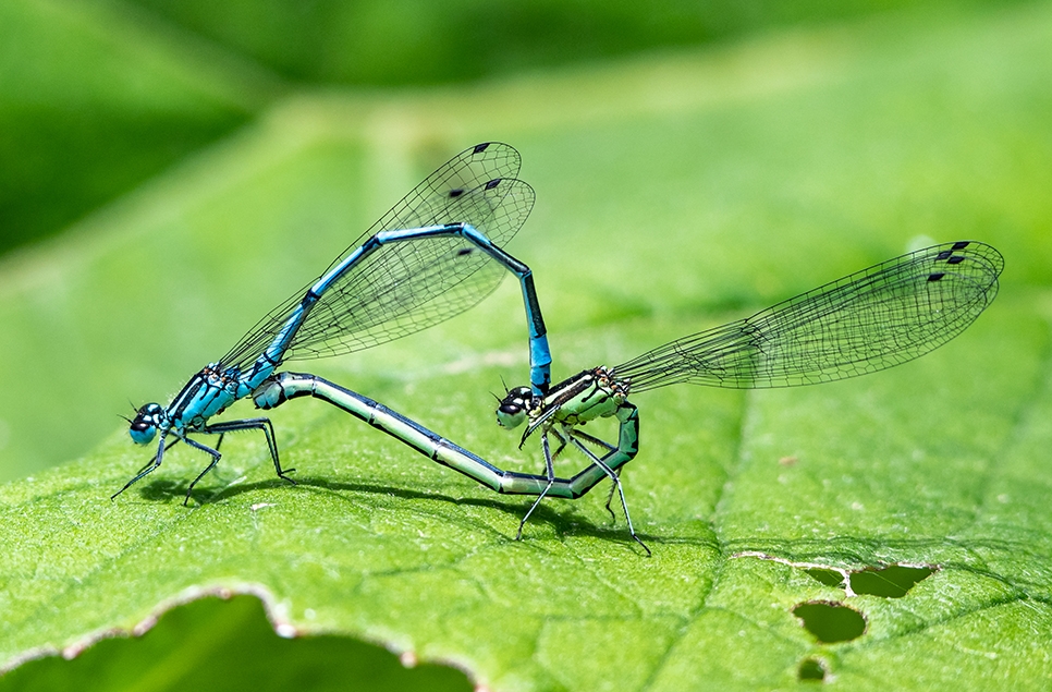 Azure damselflies - John Preston 966x635.jpg