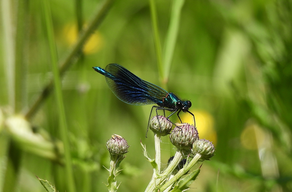 Banded damoiselle damselfly - DN - June 24 (1) 966x635.jpg
