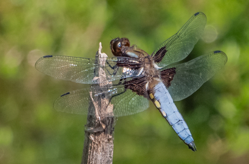 Broad bodied chaser dragonfly - Ian H - June 25 (2) 966x635.jpg