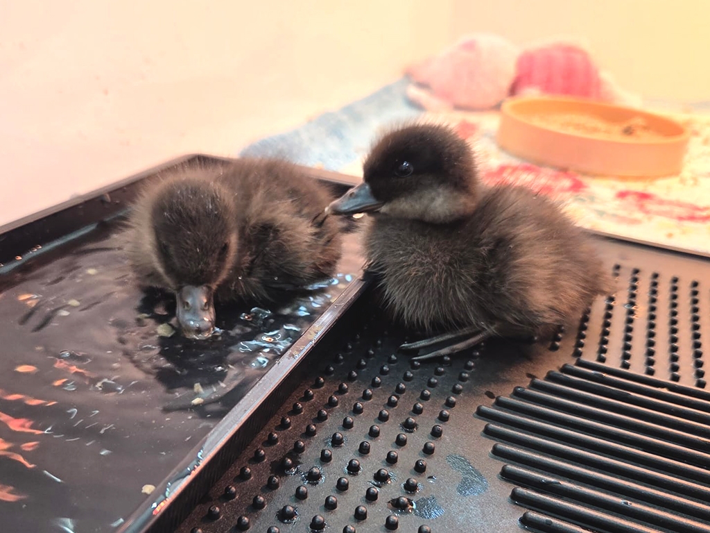 Common scoter ducklings 768x1024.jpg