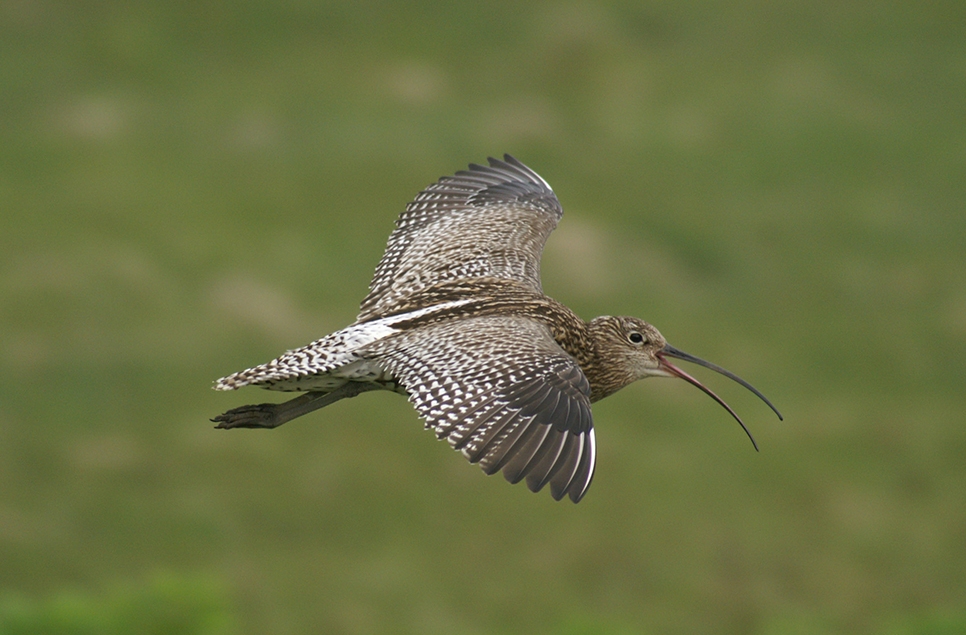 Curlew chronicles: A dry spring brings a burst of new life in the Severn and Avon Vales