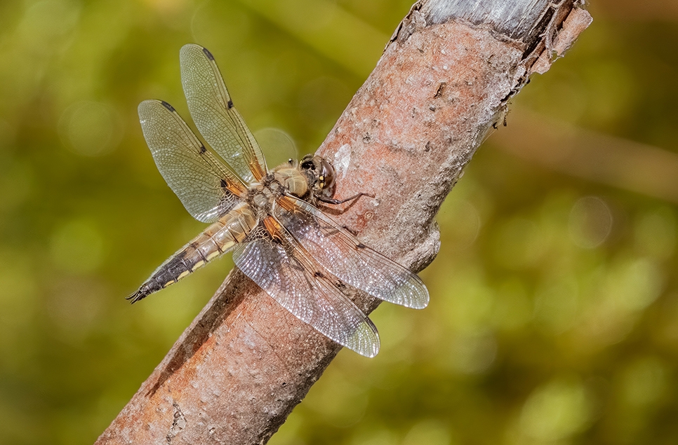 Dragonfly - Ian H - June 2025 (2) 966x635.jpg