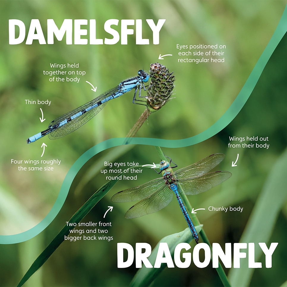 Insects_Dragonfly_Damsel 966x966.jpg