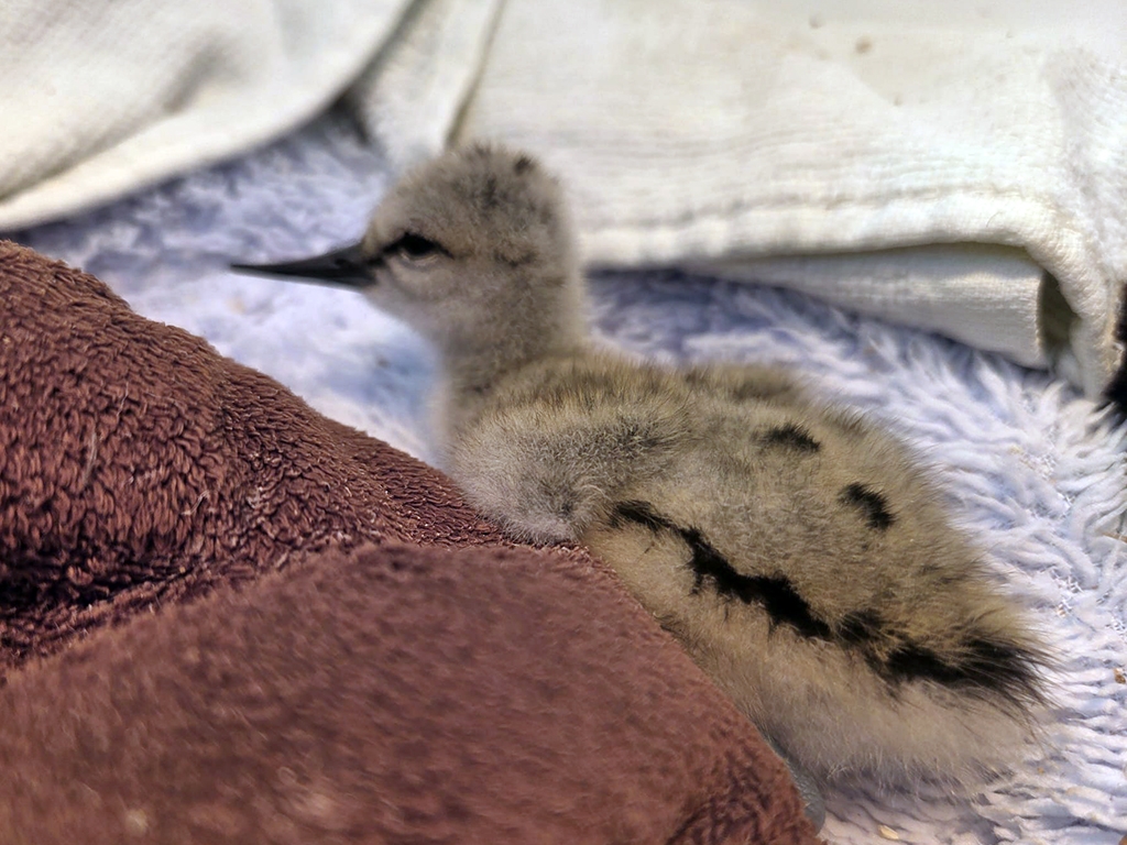 Twiggy Avocet 768x1024.jpg