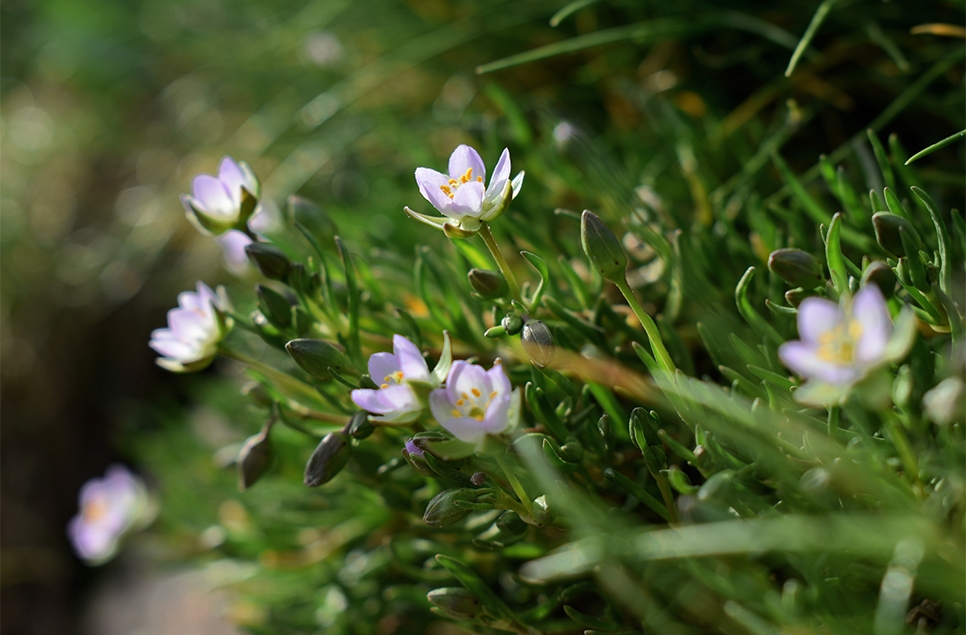 7 superheroes of the saltmarsh