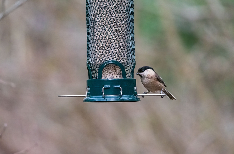 Willow tit - Ian H - Feb 23 (2) 966x635.jpg