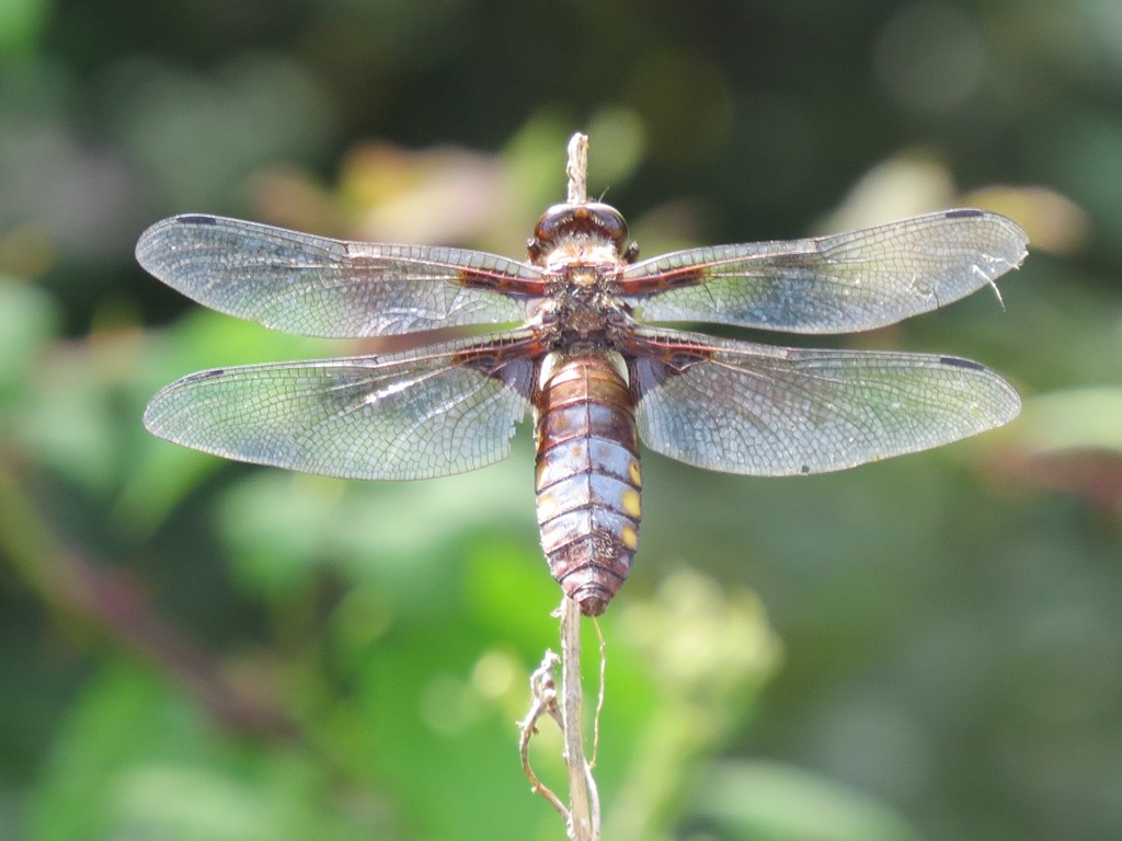 Broad Bodied Chaser male PW 768x1024.jpg