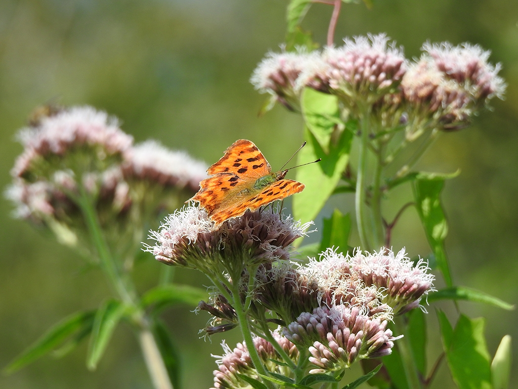 Comma butterflyAR 768x1024.jpg