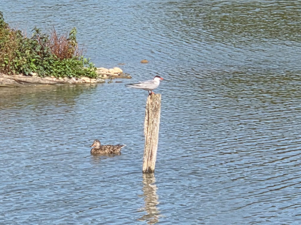 Common tern and egrets