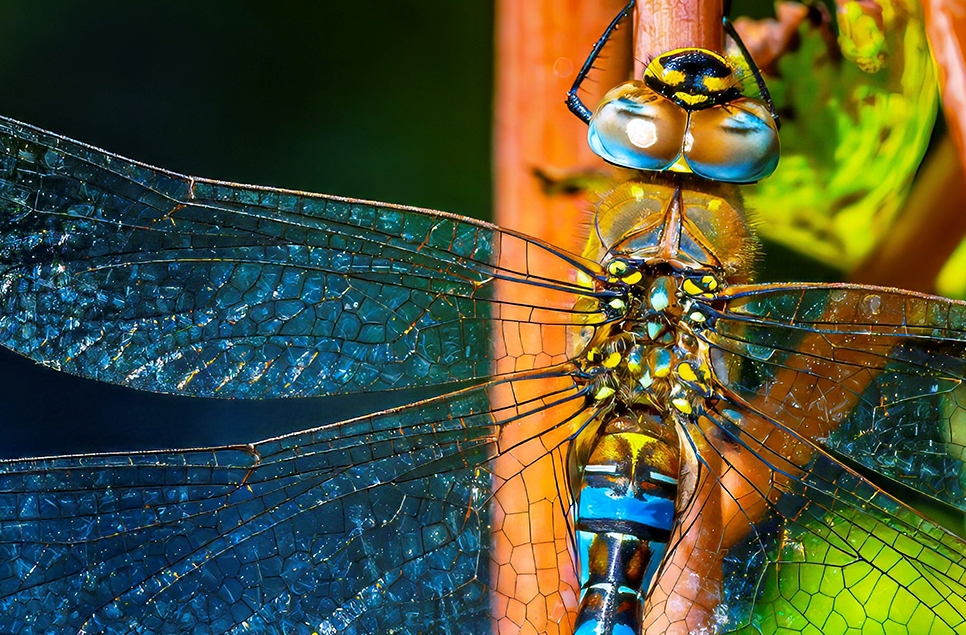 Dragonfly sculpture launch and parade