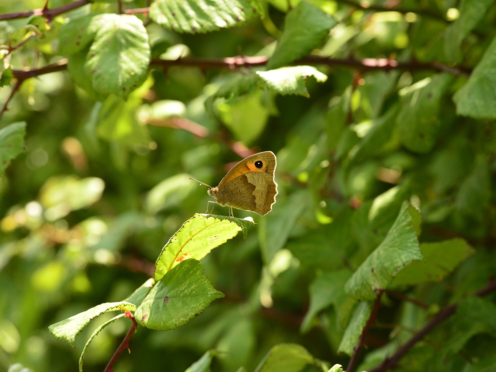 meadowbrown 768x1025 PS AR.jpg