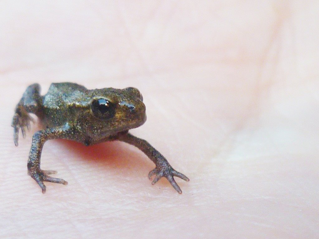 Toadlet AR 768x1024 .jpg