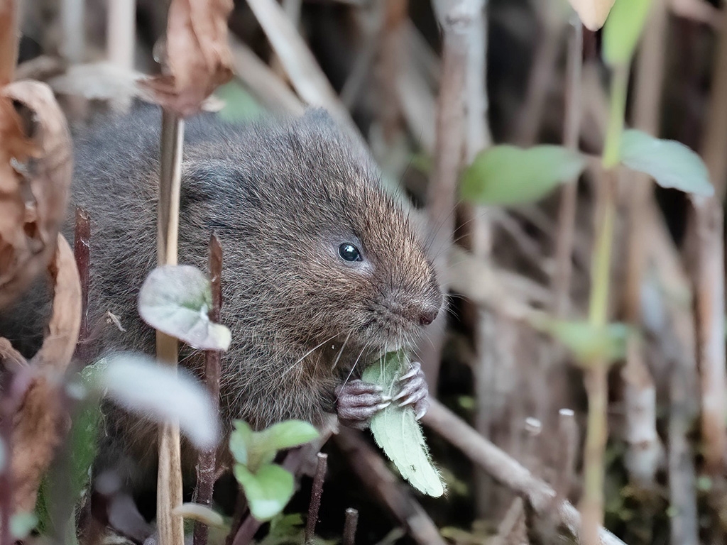 July WIldlife Update