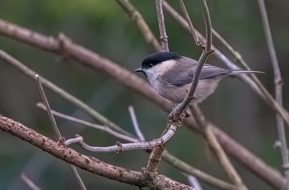 Willow tit -Nov 24 - Ian H (3) 966x635.jpg