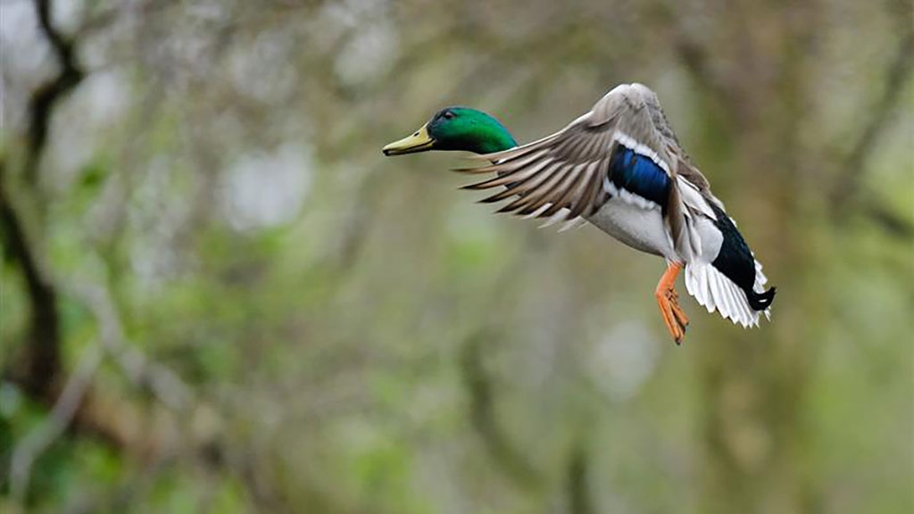“Toxic lead ammunition is history”, charities celebrate major win for wildlife