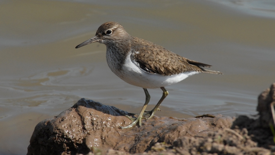 Where are the waders? (and other recent sightings)