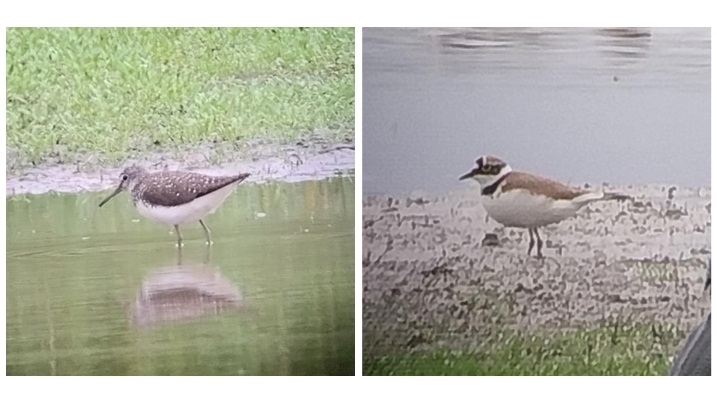 green sandpiper and little ringed plover.jpg