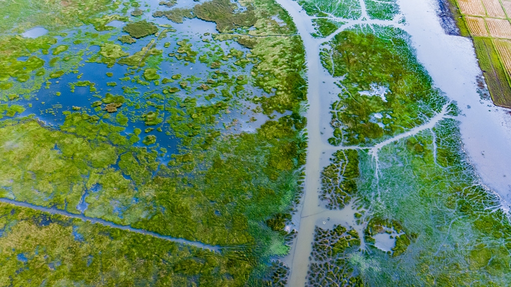 What is Wetlands COP?