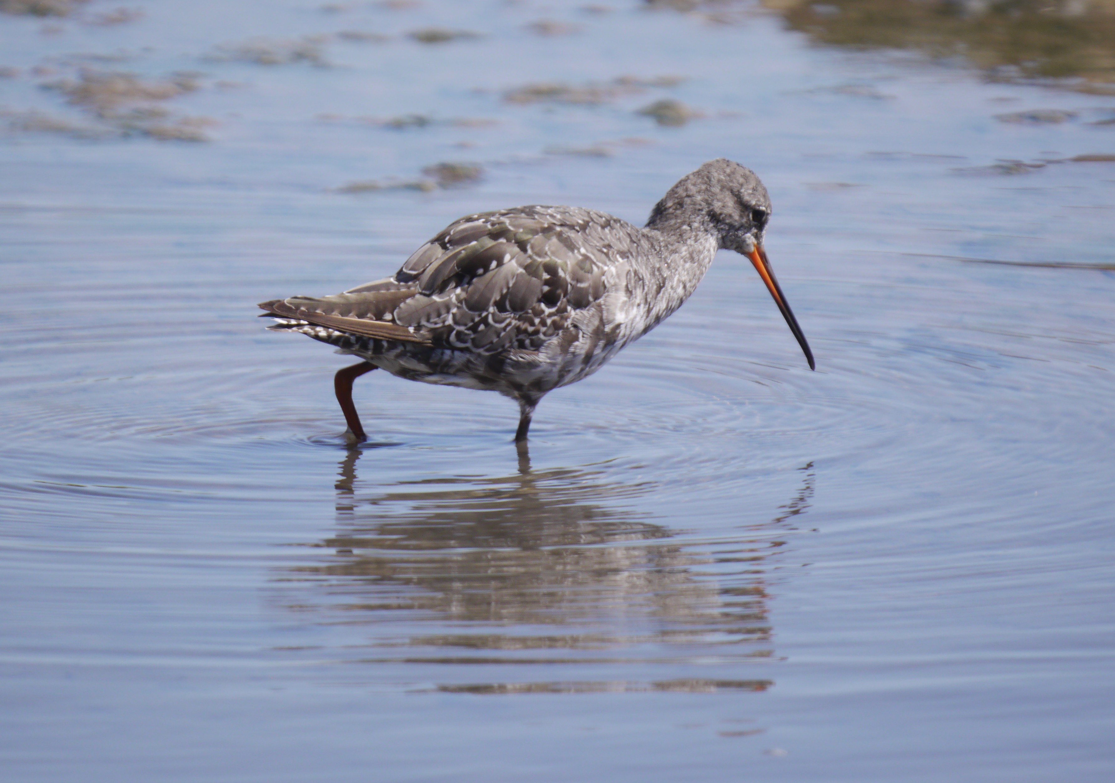 Sightings and news to week ending 20 July
