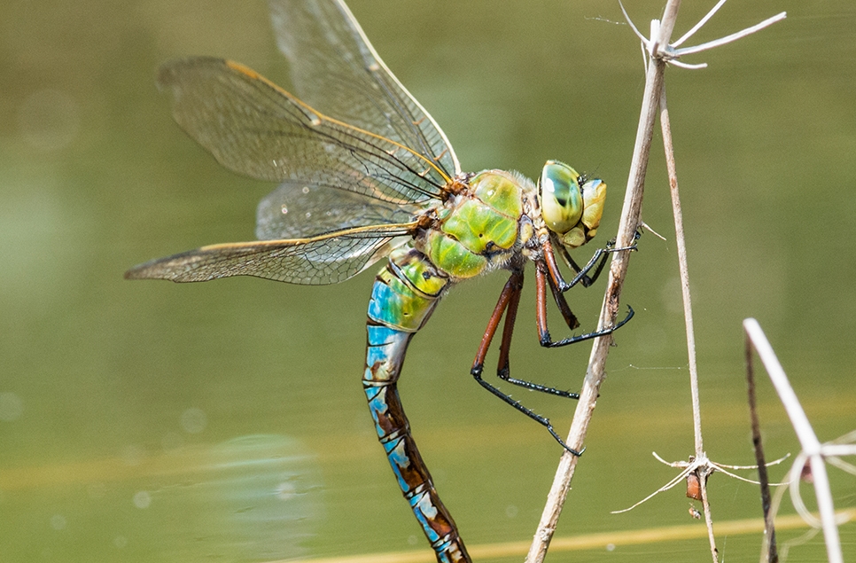 Emperor dragonfly WWT stock 966x635.jpg