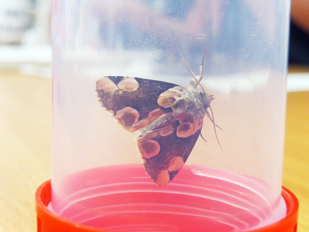 74 moth species in the latest survey
