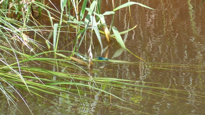 banded demoiselle resized.JPG