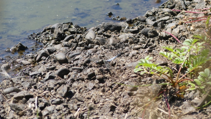Black-tailed skimmer resized.JPG