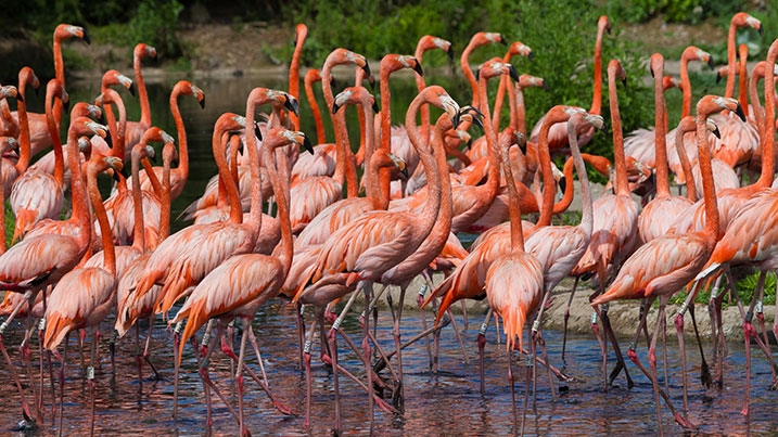 A flock of Caribbean flamingos