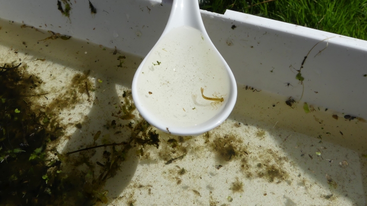Dragonfly larva resized.JPG